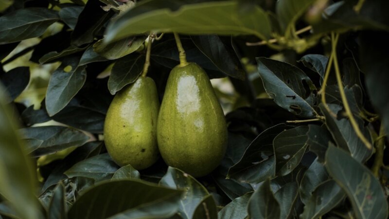 Kenyan delegation visits the Netherlands:  Beatrice Owiti reflects on food losses in the Avocado sector in Kenya