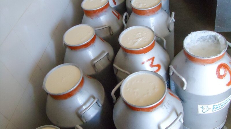 Food losses and food quality in the dairy chain